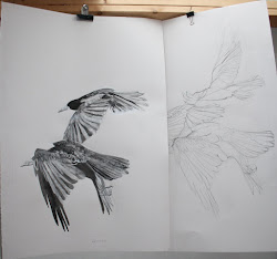flight birds sheets drawing printmaker sue brown paper a1 larger than