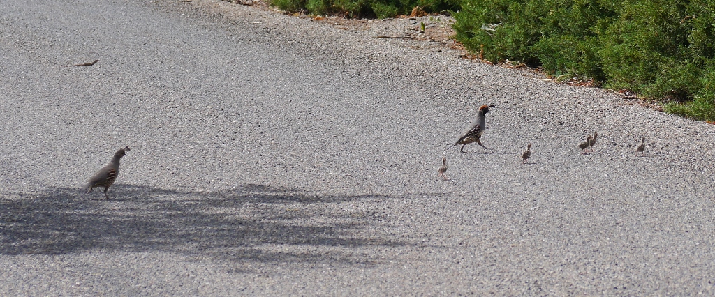  Gambel's quail