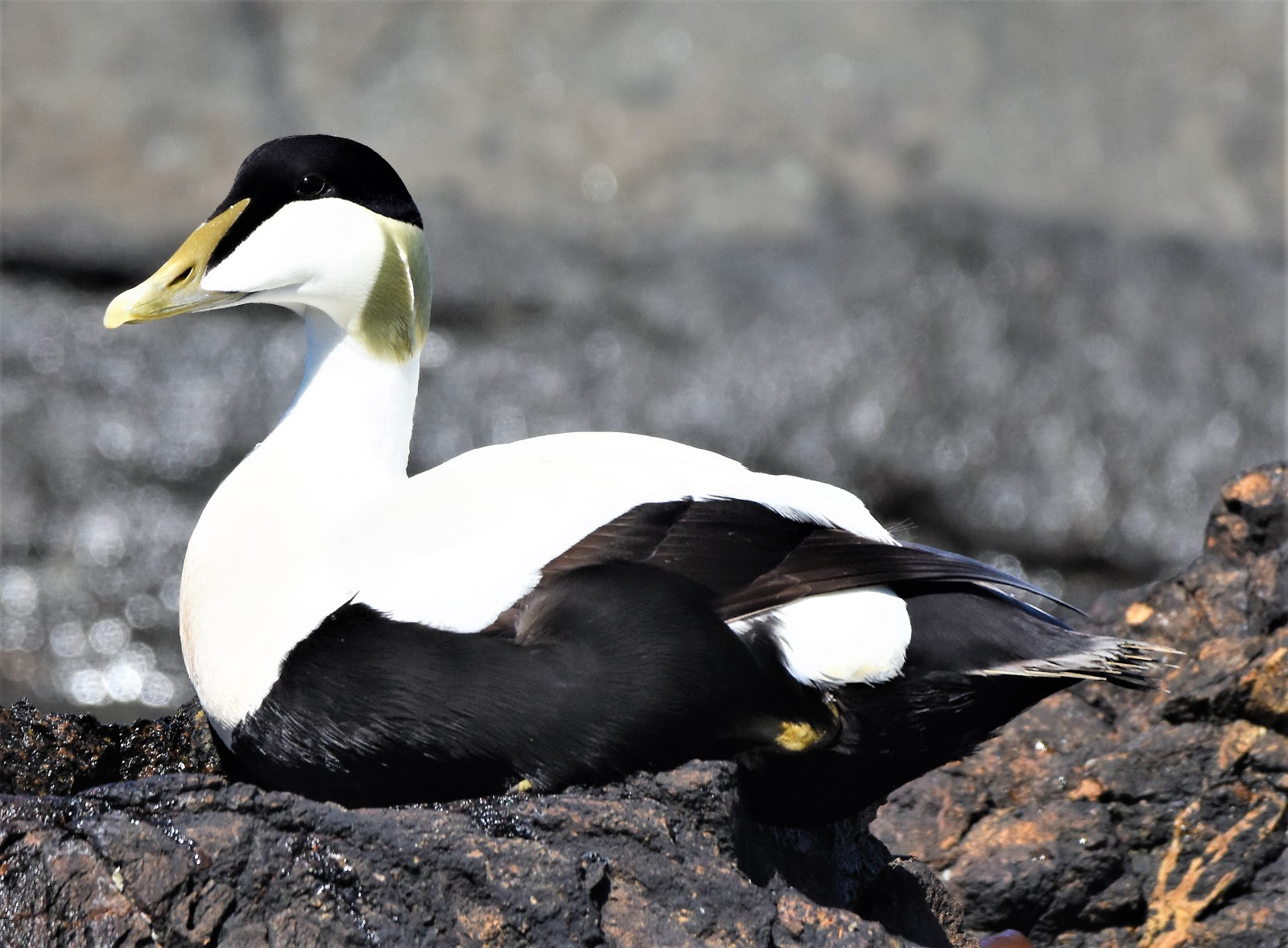 Andrew Robin photography. Eider Duck. (Male)