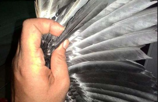 83+ Gambar Ayam Tidur Songgo Bumi Paling Keren 83+ Gambar Ayam Tidur Songgo Bumi Paling Keren