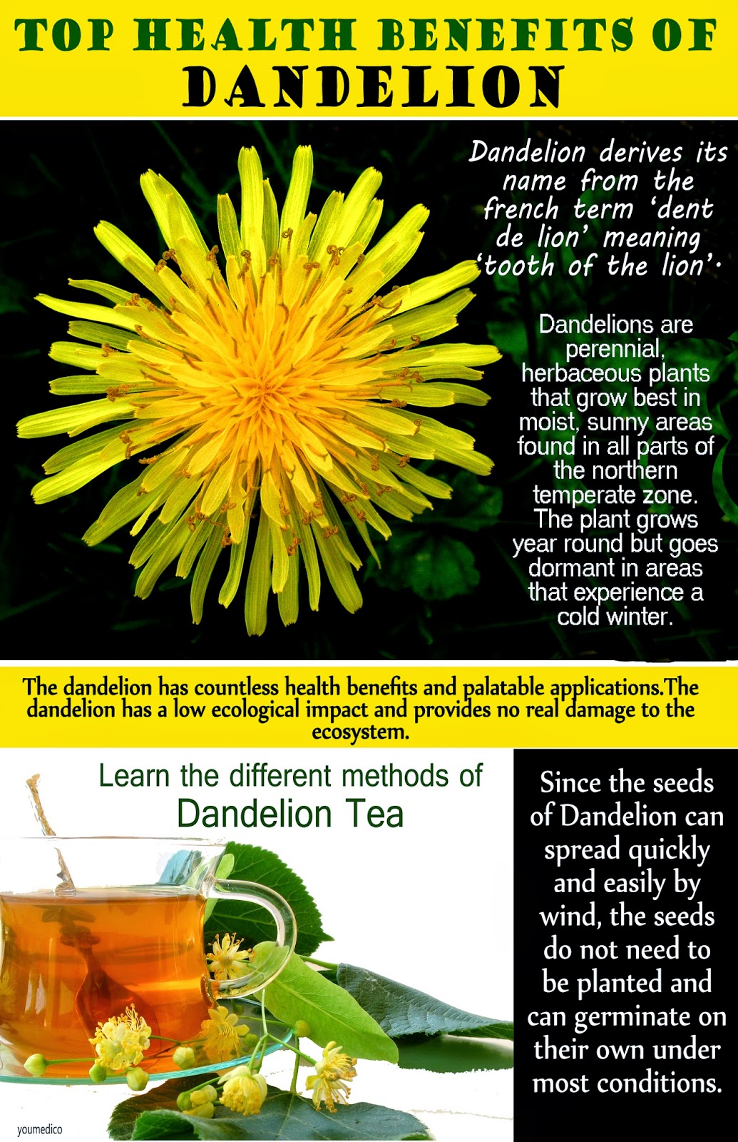 Top Health Benefits Of Dandelion with Its Preparation
