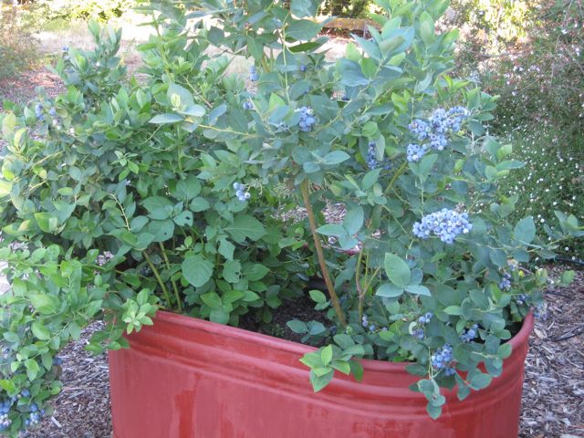 Farmer Fred® Rant: Growing in Containers