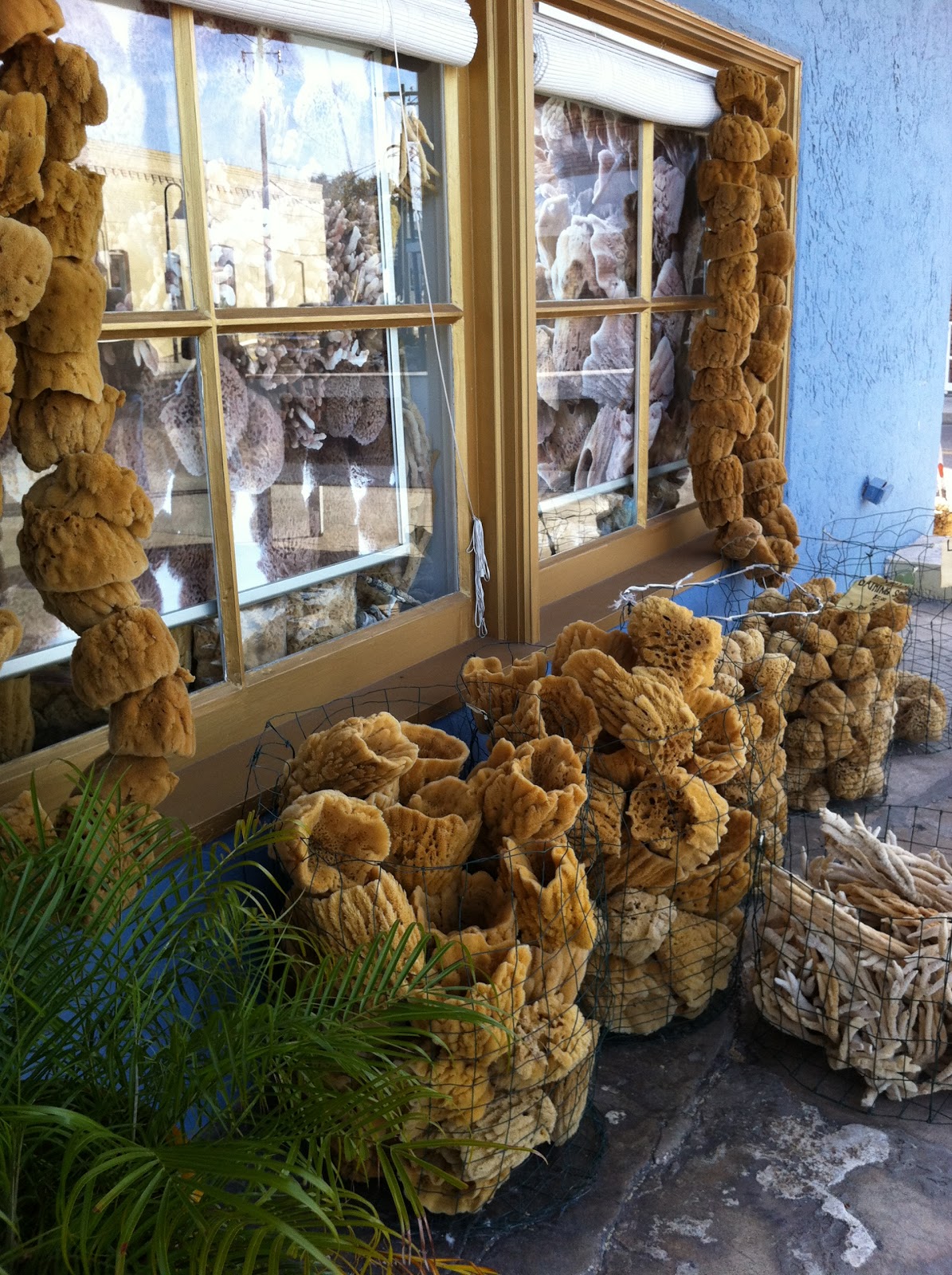 The Wonders of Doing The Sponge Docks