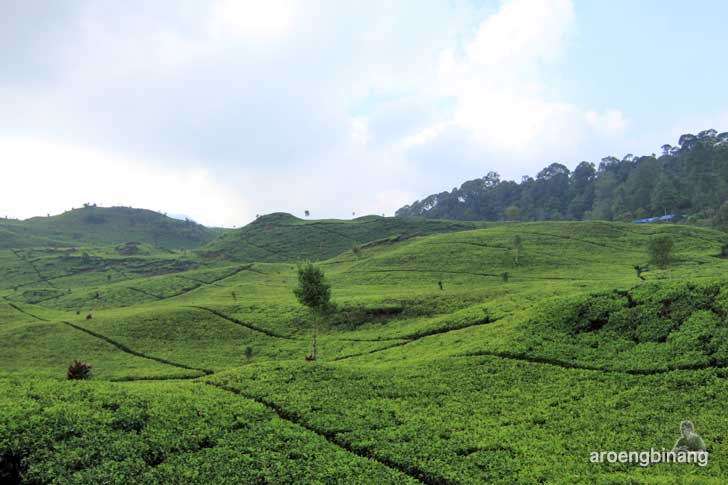 perkebunan teh rancabali ciwidey