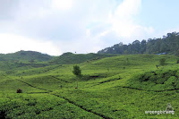 perkebunan teh rancabali ciwidey
