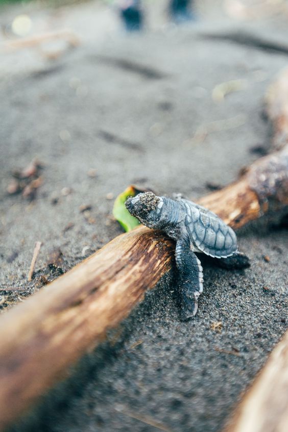 cute animals seaturtle cute animals seaturtle