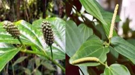 Mengenal Tanaman Kemukus Dan Cara Budidayanya Wong Ndeso