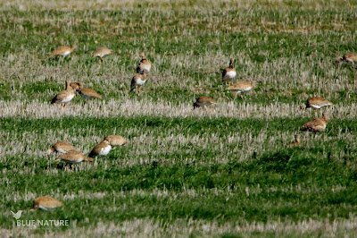 Bando de sisón común - Little bustard flock (Tetrax tetrax)