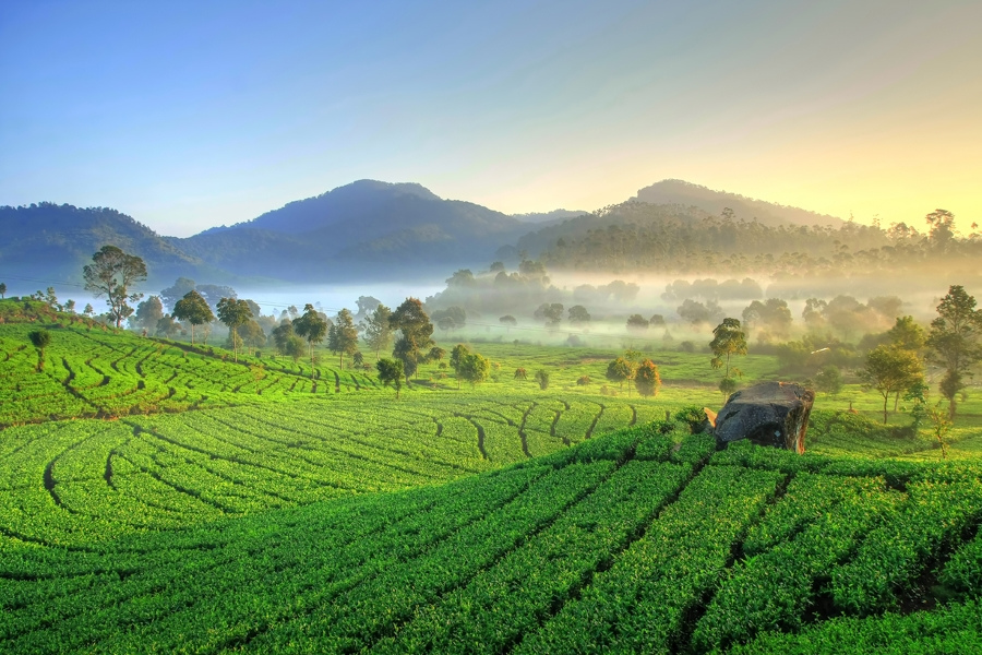 Tea Plantations in Indonesia