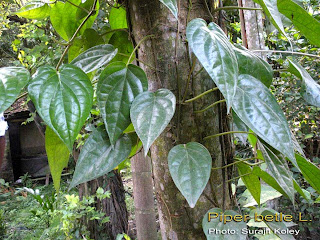 Image result for akar sirih