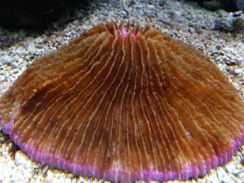 Mushroom Coral Mushroom Coral