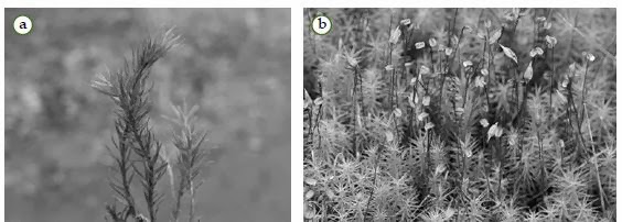 Bentuk Polytrichum pada dua fase yang berbeda. Bentuk fase gametofit dan fase sporofit.