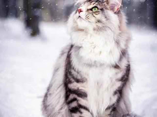 к чему снится кошка, сонник кошка к чему снится кошка, сонник кошка