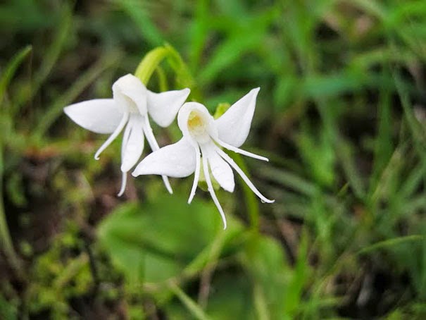 Angel Orchid (Habenaria Grandifloriformis) - 17 Flowers That Look Like Something Else
