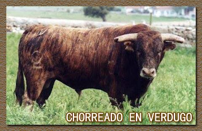 Diferentes razas de toros - Página 5 12088259_834787359972034_5323429104472681882_n