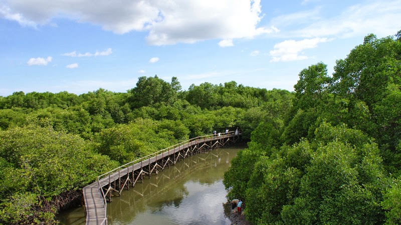 WISATA TREKKING DI KAWASAN HUTAN MANGROVE BALI - Informasi wisata