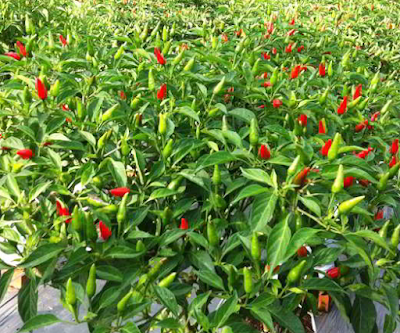 Tanam Cabai di Lahan Kering Tanam Cabai di Lahan Kering