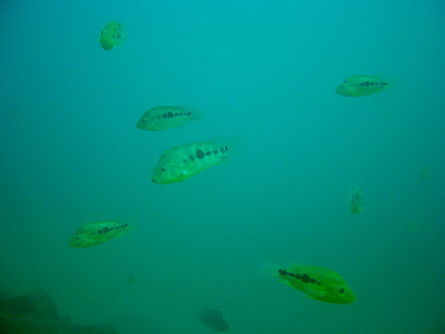 schooling Amphilophus chancho