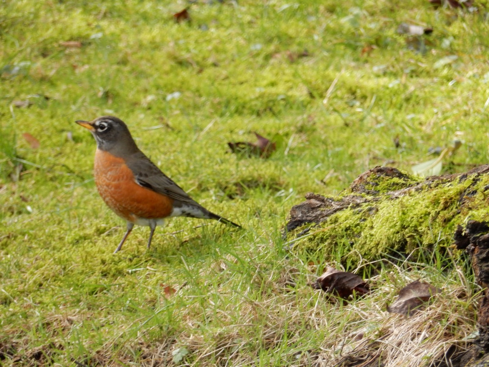 out on the big limb: No groundhogs in sight