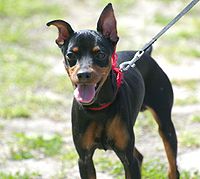 Beautiful Black Miniature Pinscher dog Beautiful Black Miniature Pinscher dog