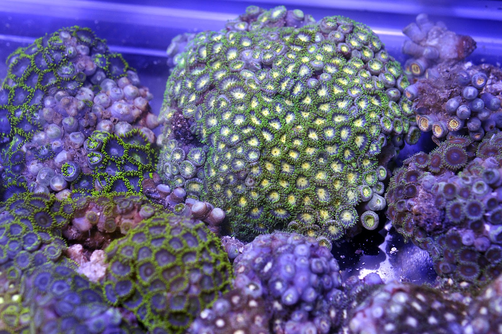 Oceanic Corals Deep Water Zoanthids Arrived!! Finally!!