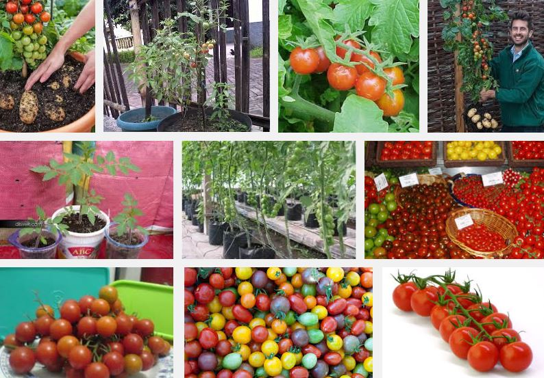 Sang Dewi: Nama Latin Tanaman