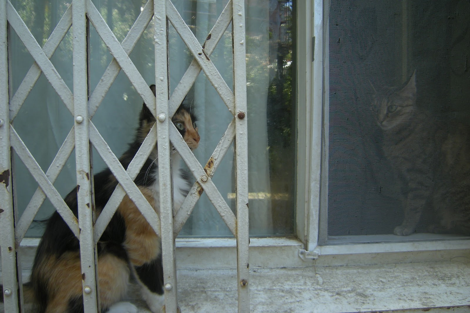 Günlük Kedi