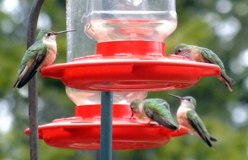 Scott Miller's Photography Blog Colorado Hummingbirds