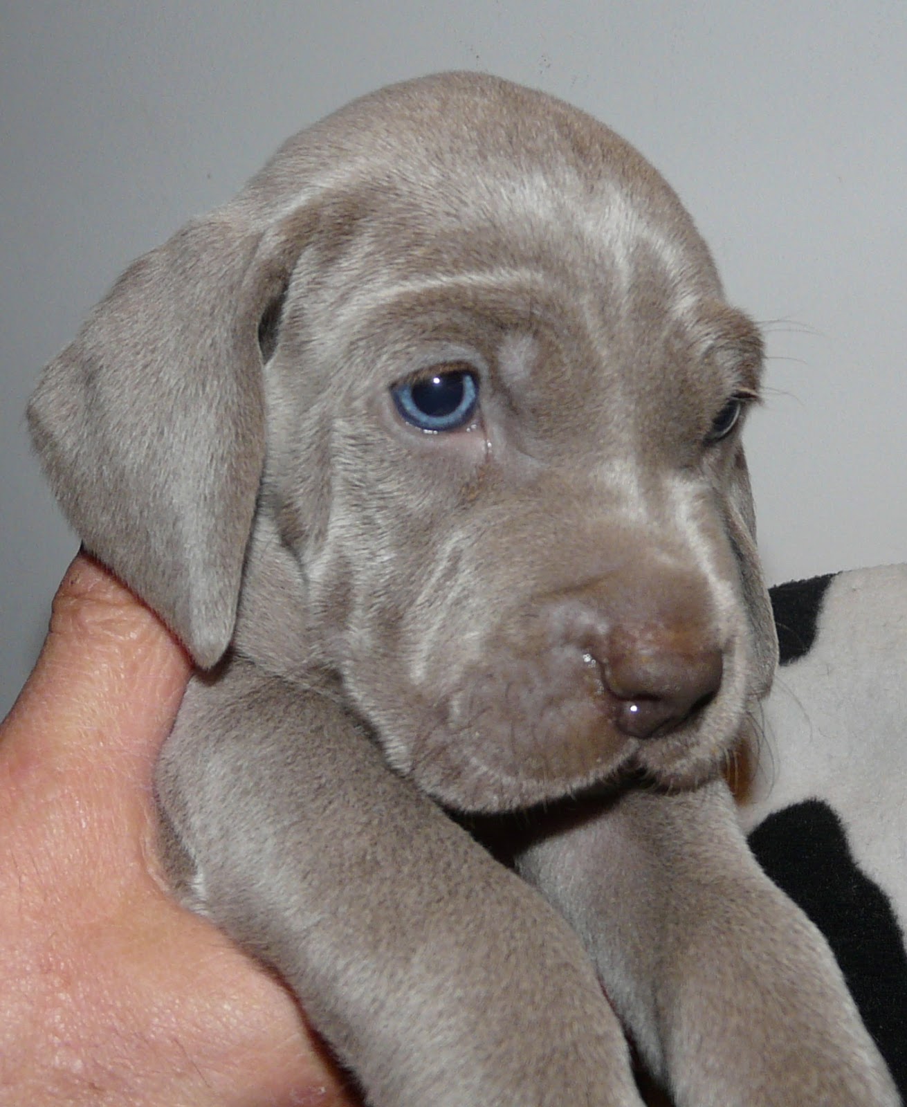 WEIMARANER DI GREYSBETH cuccioli weimaraner