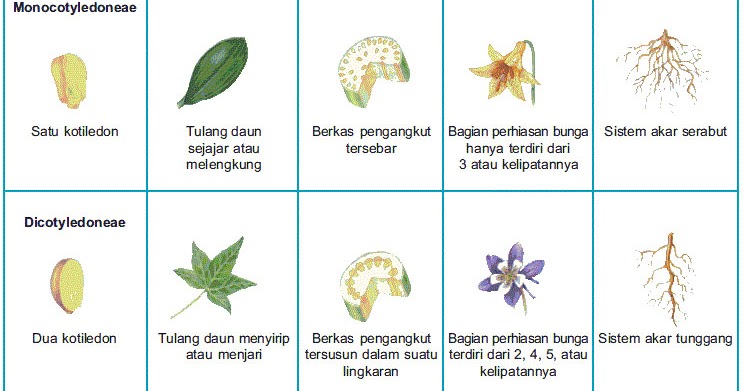 Ciri dan  Perbedaan Tumbuhan Monokotil  dan  Dikotil  