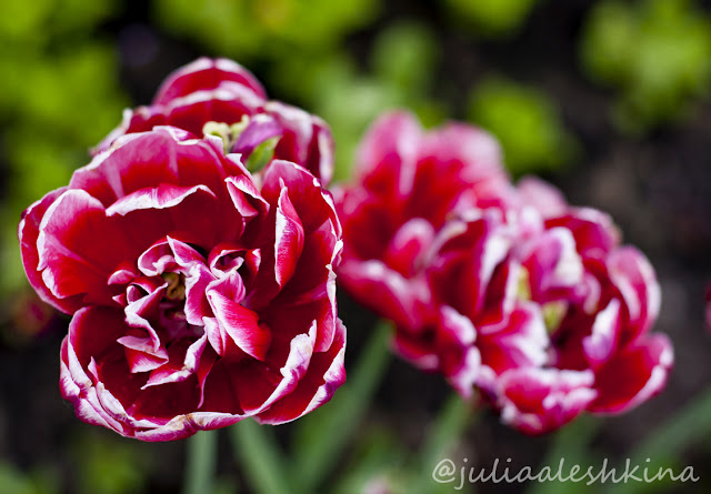 пионовидные тюльпаны