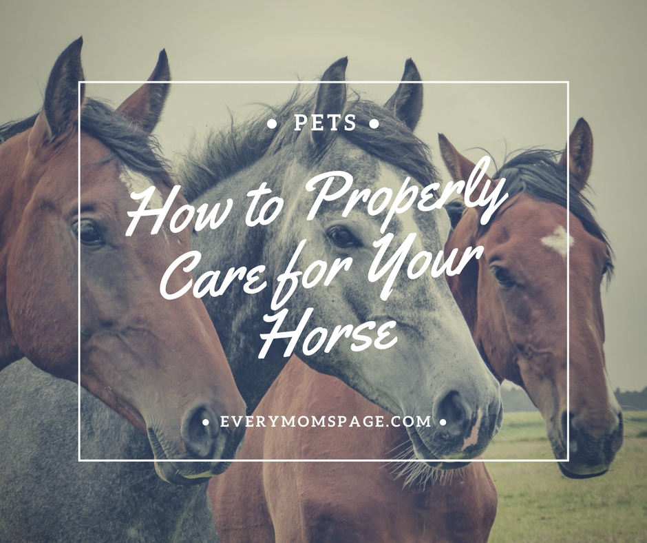 How to Properly Care for Your Horse