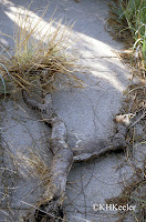 Radici di Yucca glauca