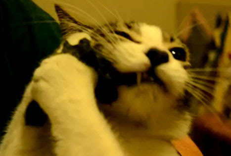 Video : 動物にとっては食べづらい海苔が好きなネコ ! !
