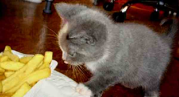 Cats Eating French Fries Cats Eating French Fries