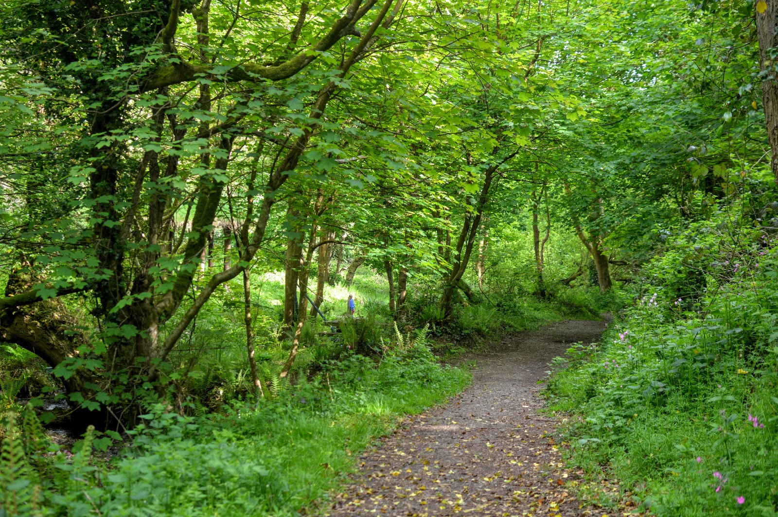 Castle Pill Woods, Milford Haven, Pembrokeshire countrykids Diary of