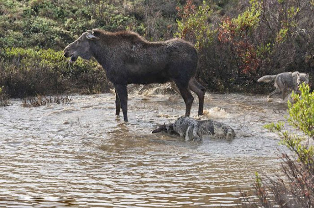 Madre alce lucha contra lobos para defender a su cría