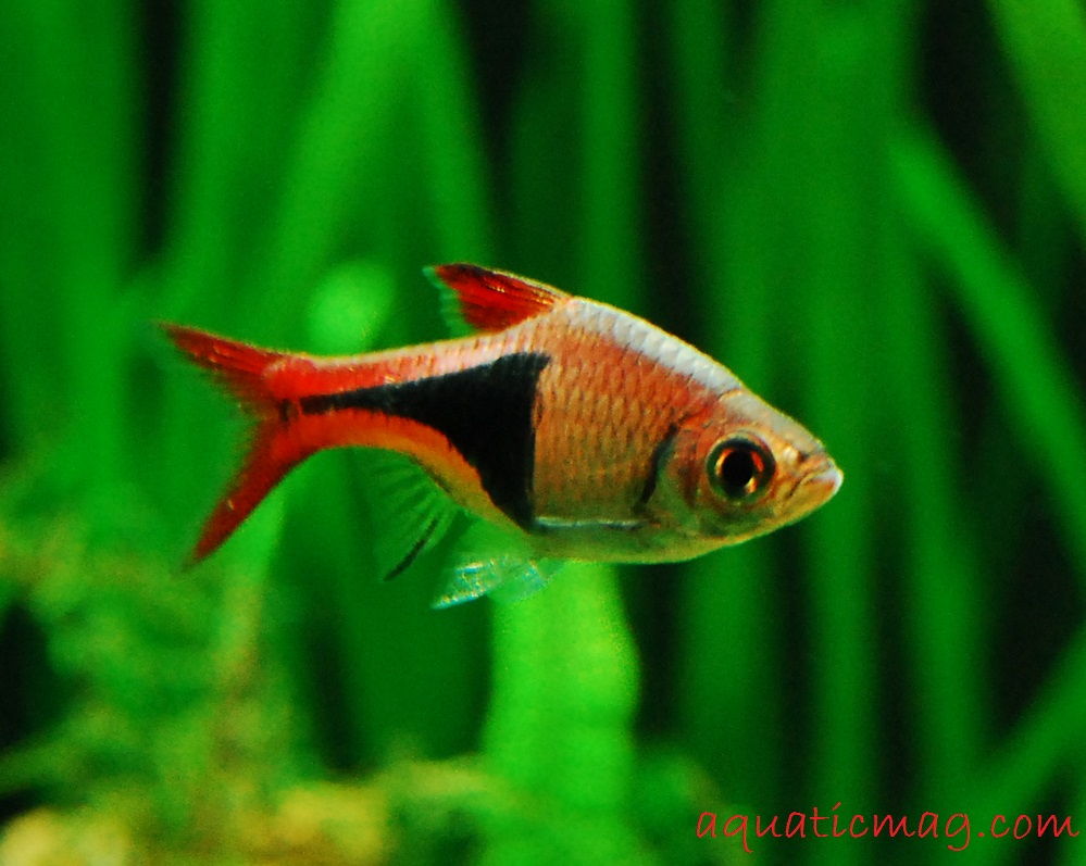 Gambar Profil Ikan Hias Rasbora Harlequin Dan Cara Merawatnya