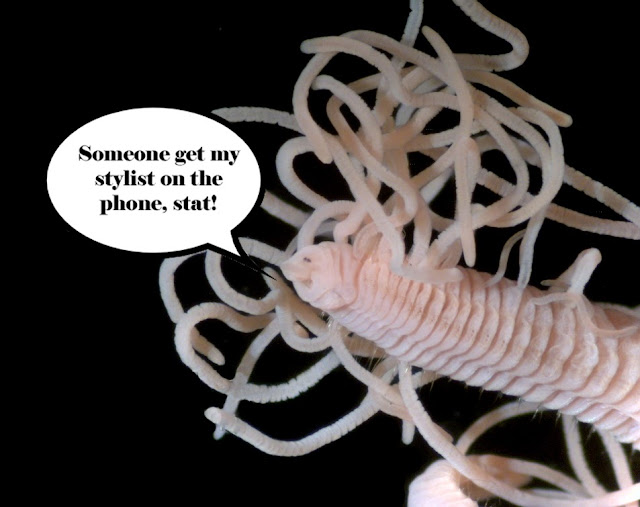 Washington Department of Ecology Eyes Under Puget Sound Critter of