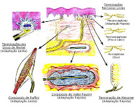 Fisiologia dos Sentidos: Tato