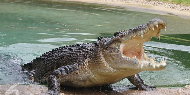 100 Arti Melihat Buaya Besar Kecil Hitam Dan Putih Menurut Islam Primbon Mimpi Melihat Melahirkan 100 Arti Melihat Buaya Besar Kecil Hitam Dan Putih Menurut Islam Primbon Mimpi Melihat Melahirkan