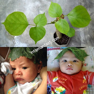  tumbuhan dadap atau atau juga yang menyebutnya cangkring tidak hanya bermanfaat sebagai t Manfaat Daun Dadap Serep Untuk Bayi, Ini Khasiatnya !!! 