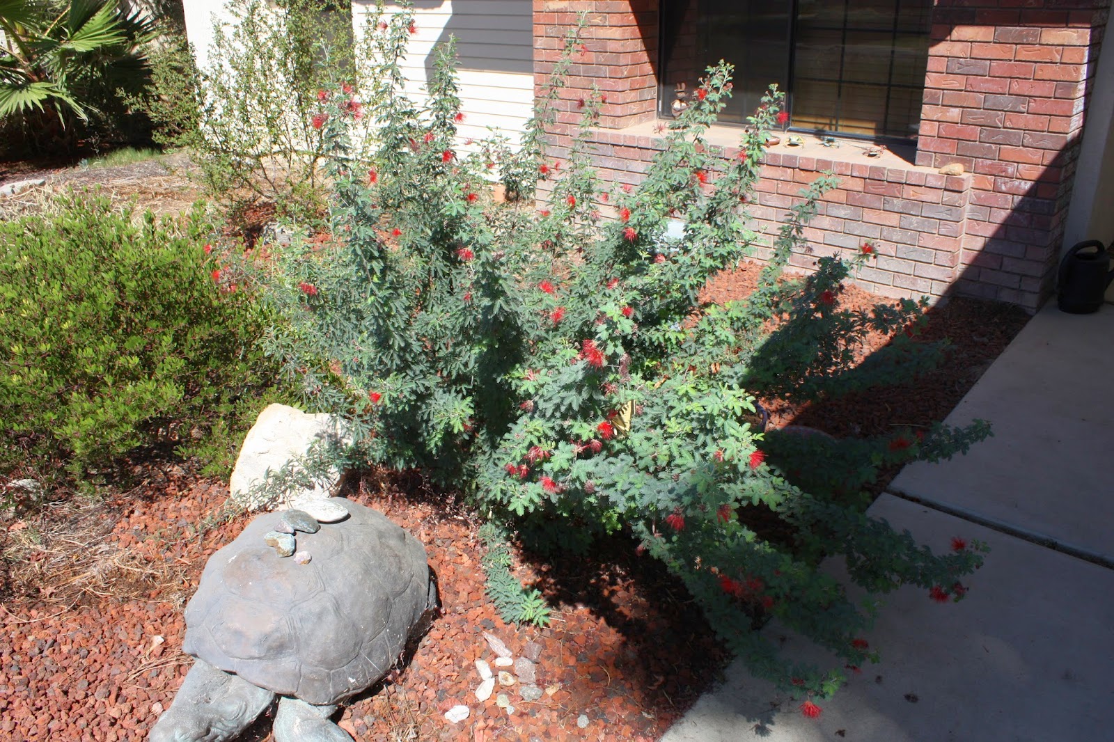 Bakersfield Plant Nursery ~ TheNurseries