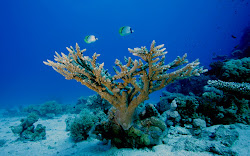 underwater wallpapers cool under sea ocean coral reef graphics corals