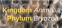 Kingdom Animalia, Phylum Bryozoa