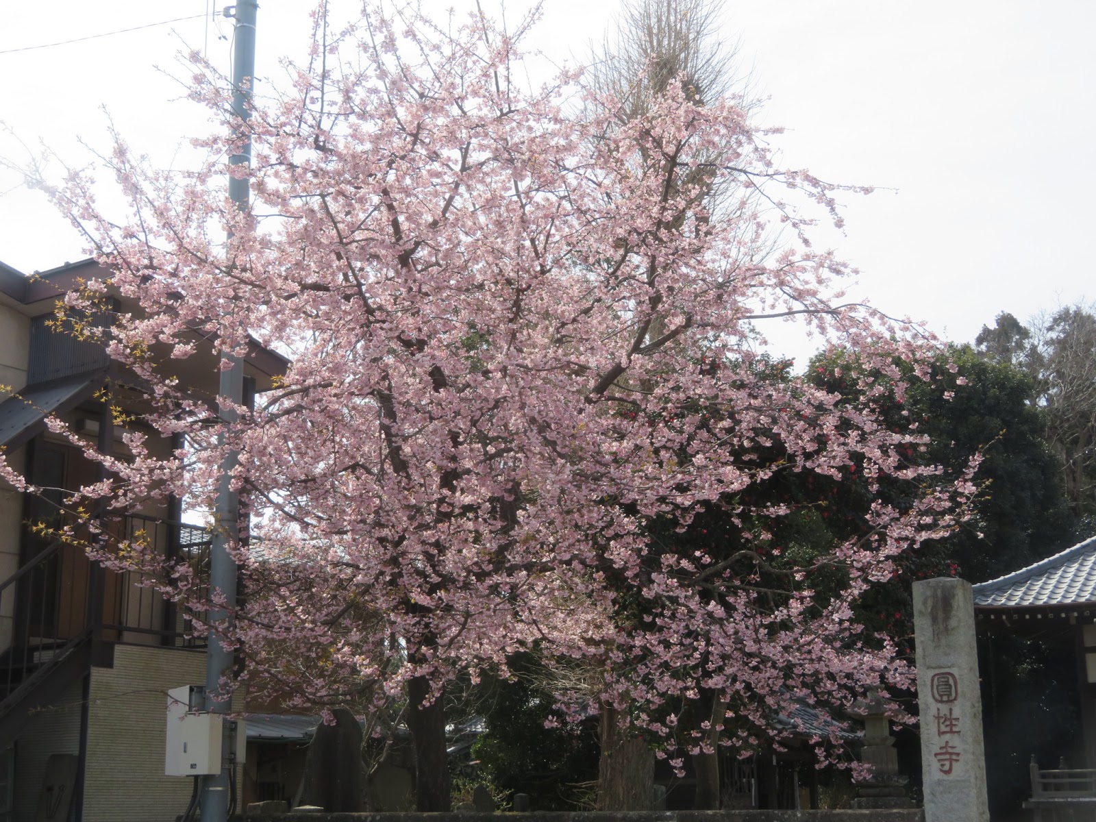 Nabe's factory: 一番の桜