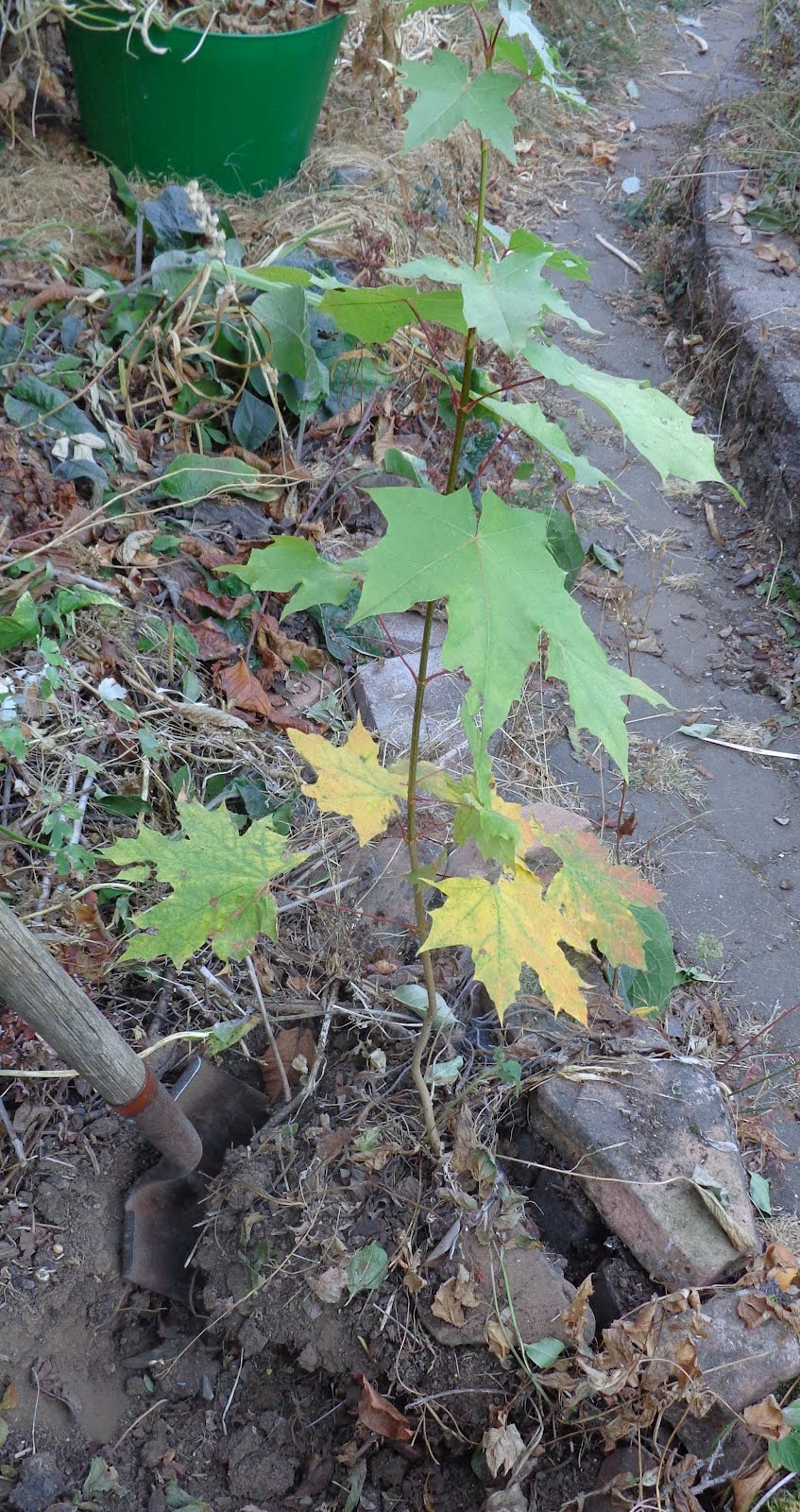 Daniel's Pacific NW Garden Moving a young, volunteer maple tree