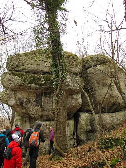 Zatrzymujemy się pod okazem bluszczu pospolitego (Hedera helix L.) oplatającym drzewo.