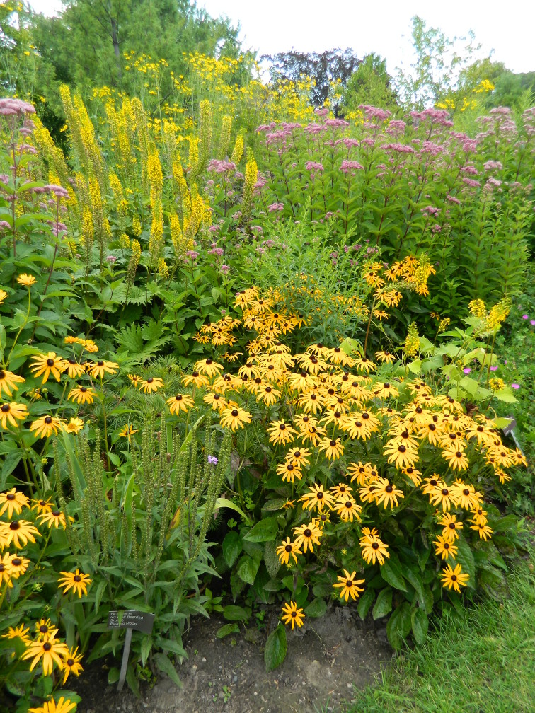 Nature Abhors A Garden Forsythia