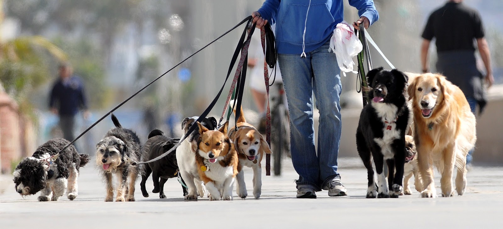 O universo dos cachorros em inglês